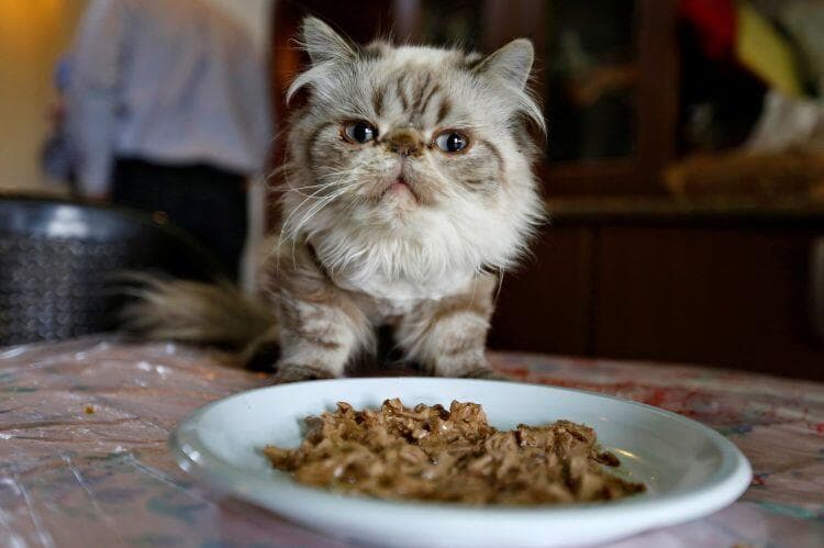 五个让猫猫喜欢你的技巧