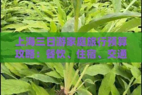 2500-4000元：一家三口上海三日游完整预算指南