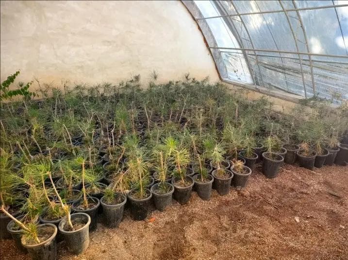 泰安市加强林业植物新品种保护 科技赋能助力林业高质量发展