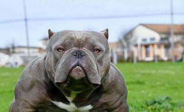 恶霸犬饲养全攻略：从性格特点到健康管理