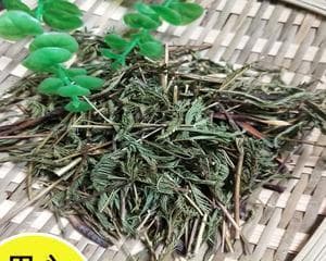 软肝草与铁甲草的区别（两种不同的中药材比较）