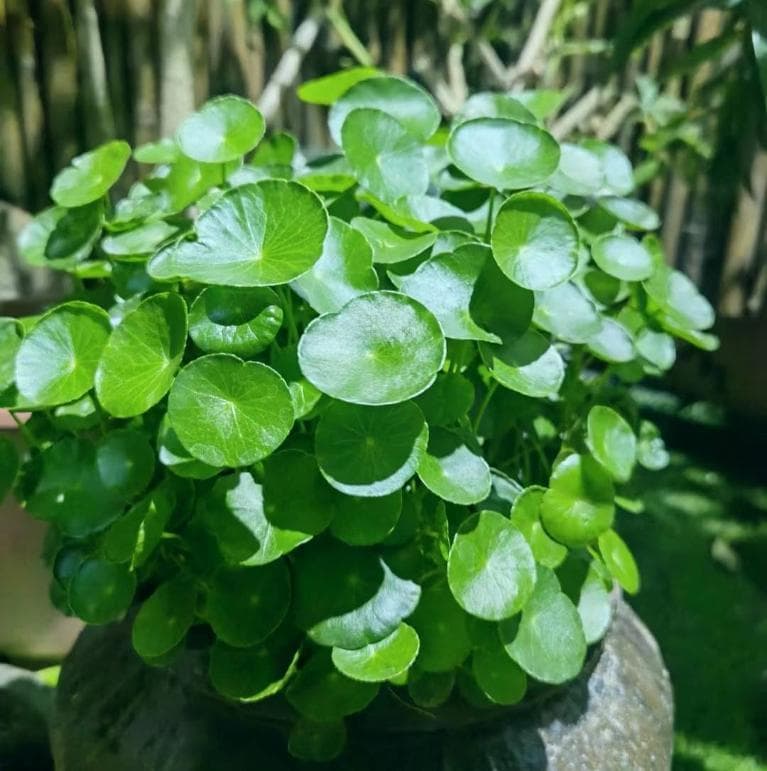 铜钱草可以水培吗，水培铜钱草怎么养才能更旺盛