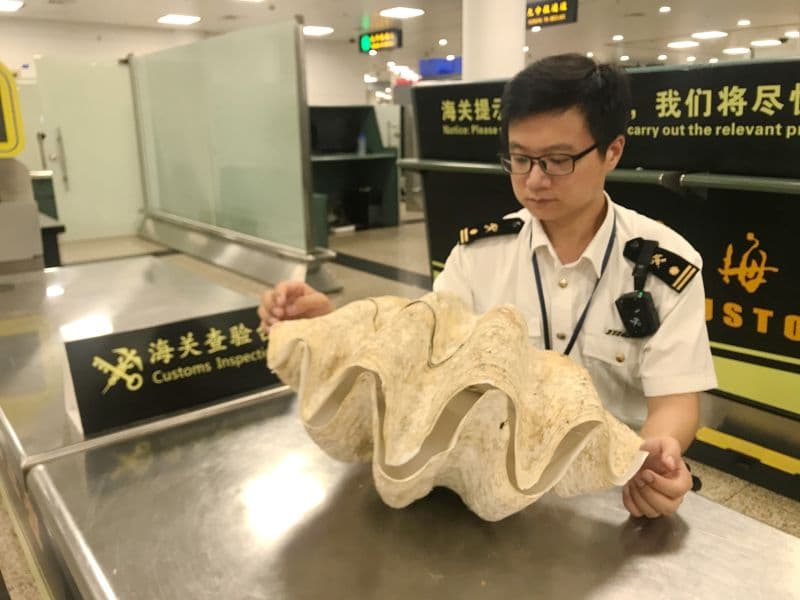 旅客携带“大贝壳”入境 海关一查竟是濒危物种砗磲