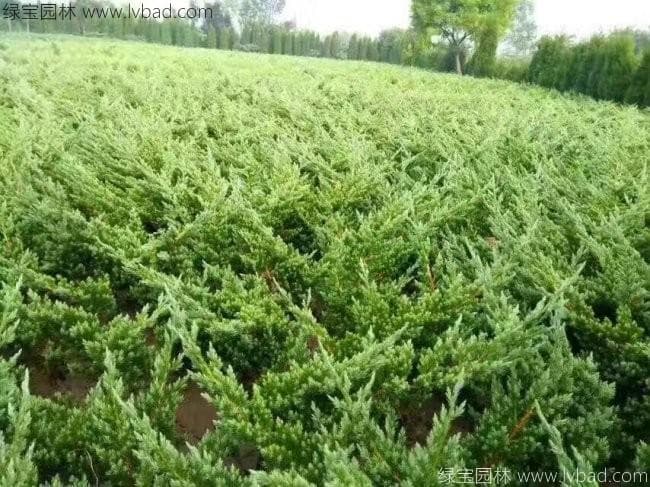绿化带里的地柏