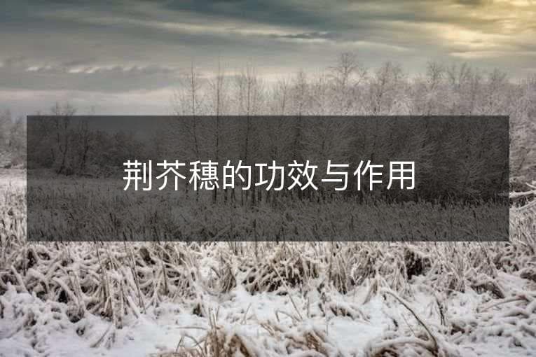 荆芥穗的功效与作用