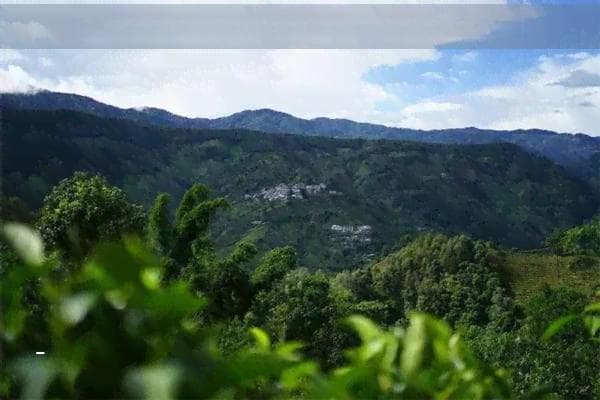 菊花普洱茶是否适合每天饮用？探讨其适宜的饮茶量与注意事项