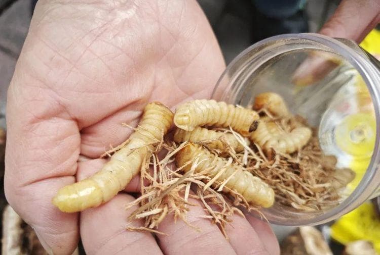 古代一斗米换一条虫！斗米虫的食用价值与注意事项