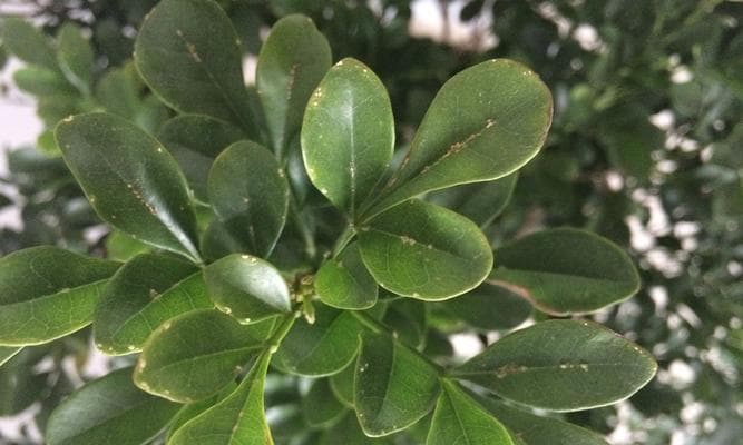 解决米兰掉叶子的方法（掌握正确的养护技巧，让你的米兰常青常茂）