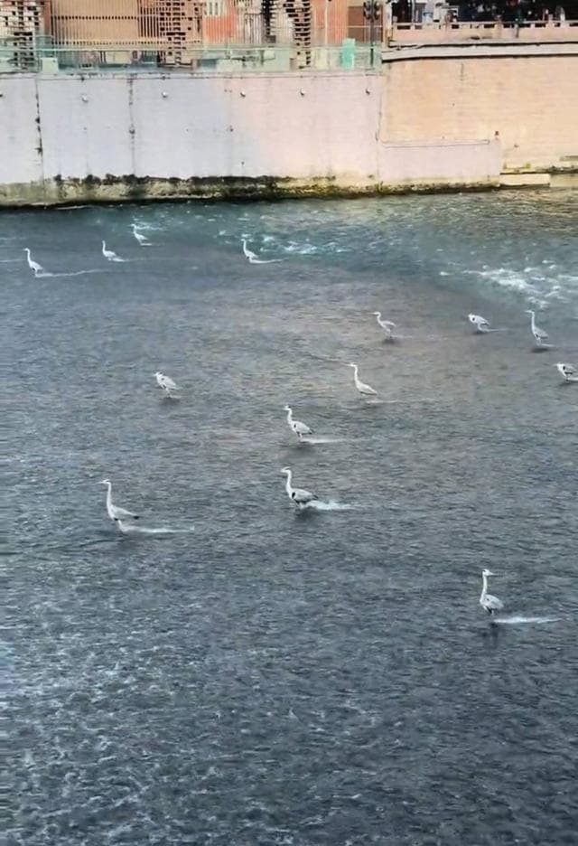 成都的苍鹭有点“神”！排排站河里一动不动 专家：这是“老等”