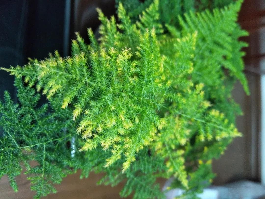 茶渣大有用处，这样处理后浇文竹，叶子绿油油还疯长