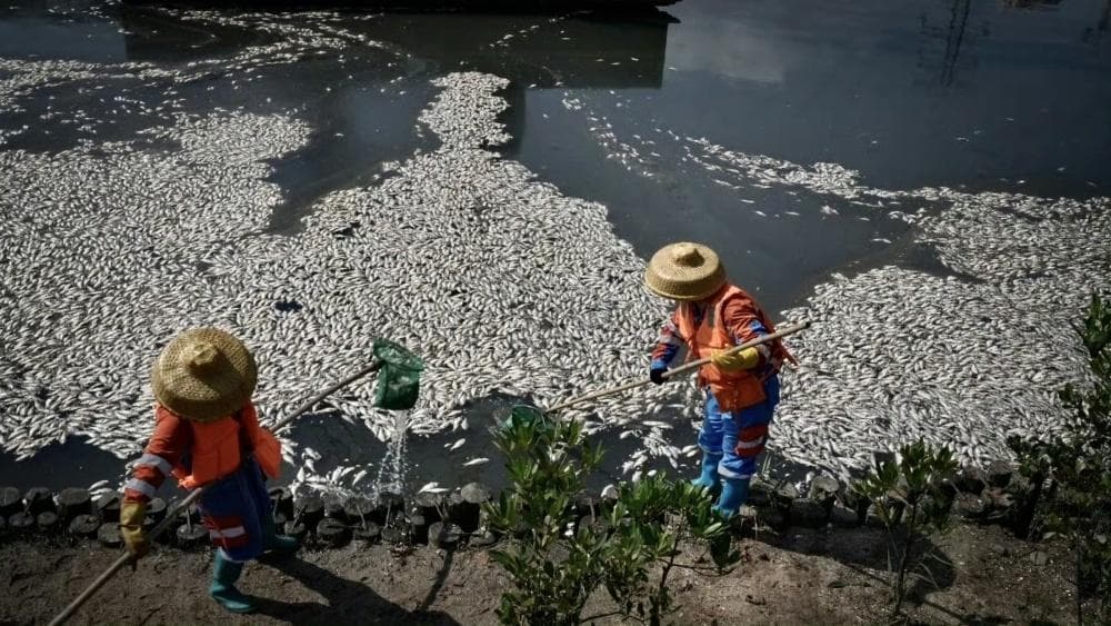 威海一女子河边放生海鲜，为何海鱼无法在淡水中生存？无知的善良太伪善