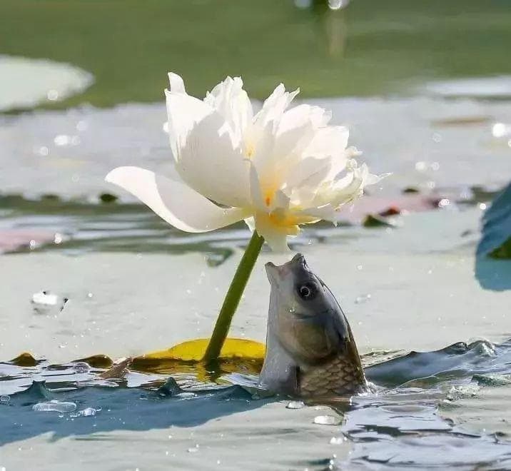 别墅水景设计必读：水生植物分类与养护全攻略