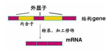你了解基因表达调控的六大关键元件吗？一文看懂