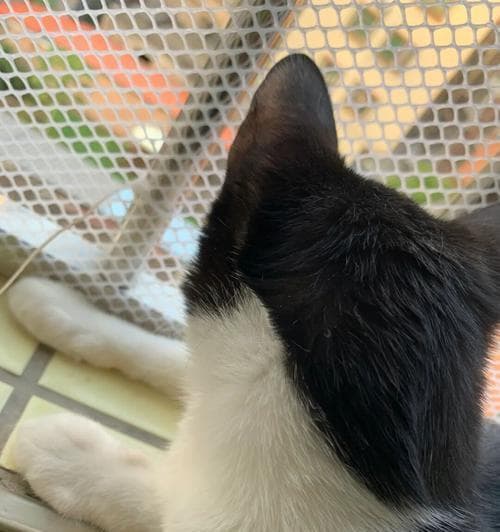 猫咪几天没大便怎么办？如何判断便秘及应对措施？