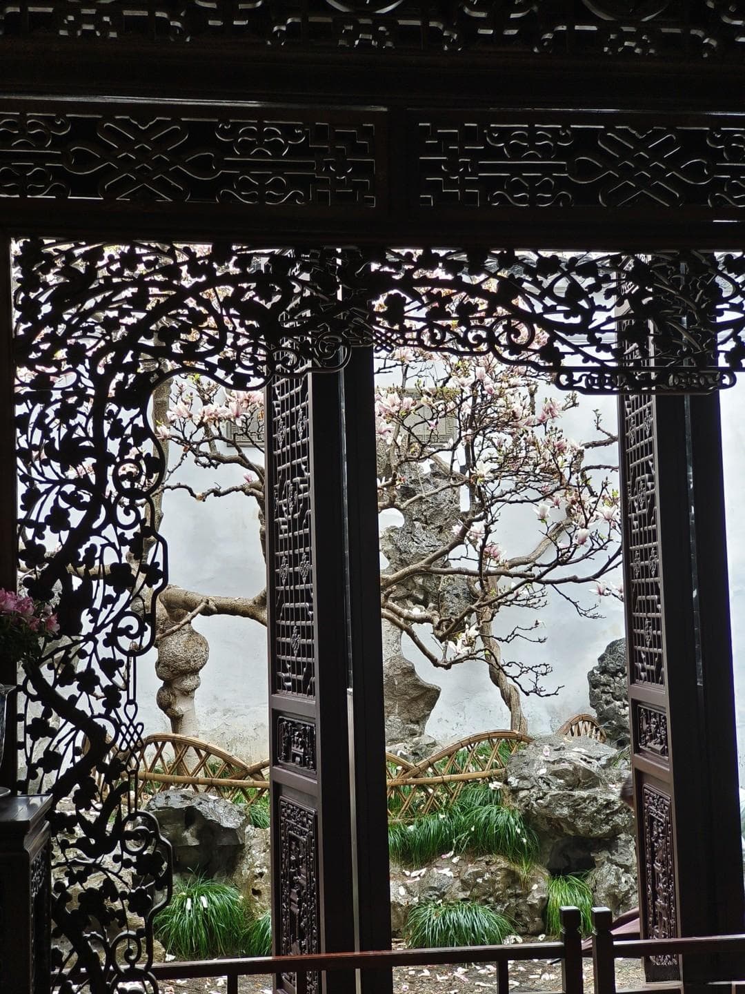 网师园二乔玉兰：两百年花开依旧，演绎江南春日传奇