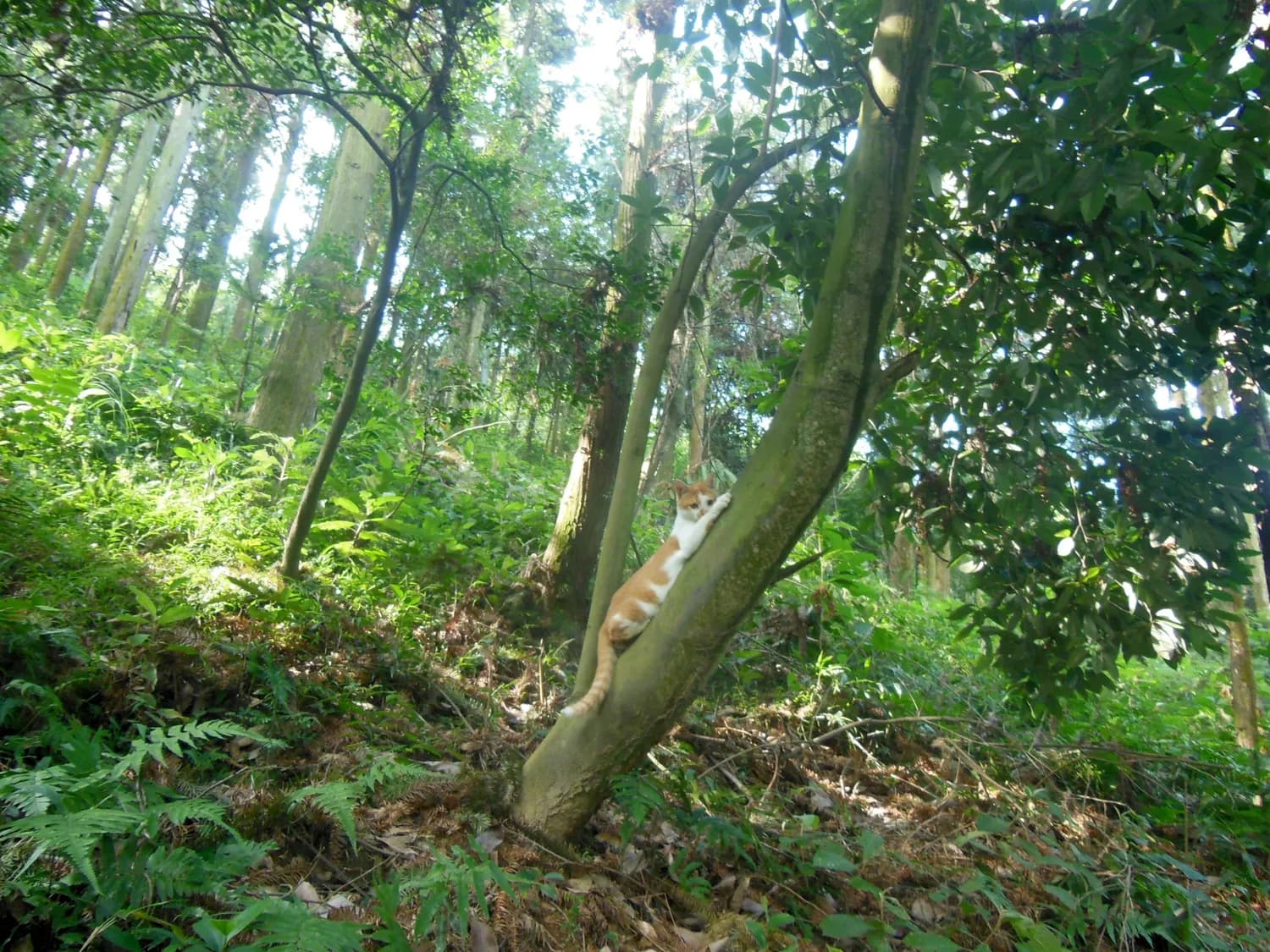 涂山容容的狐念之术有多强？