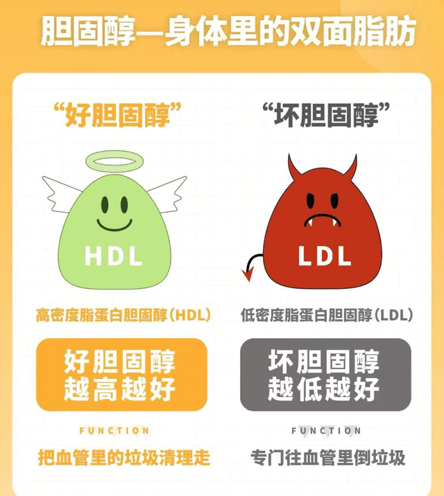 调节“好胆固醇”与“坏胆固醇”，远离心血管疾病