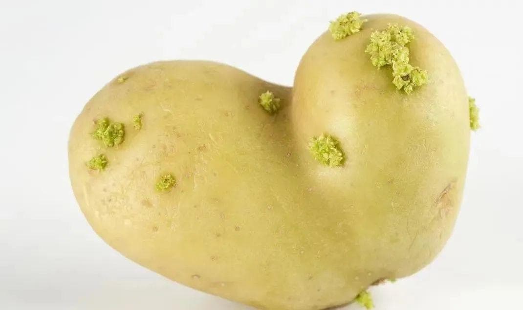 当心！食材发芽了，吃还是扔？毒or营养，一念之间！