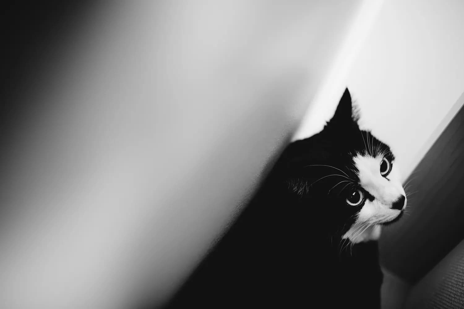 猫咪骨骼健康大揭秘：如何早发现早治疗？