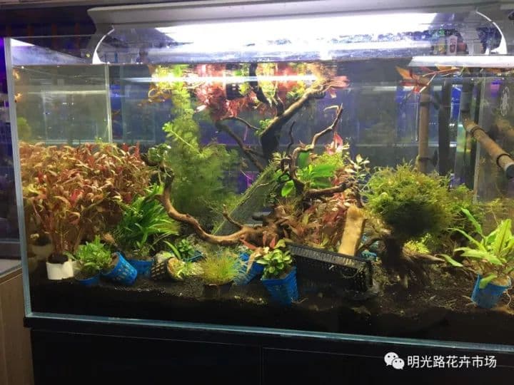 鱼缸造景的秘诀：打造完美水族箱的终极指南