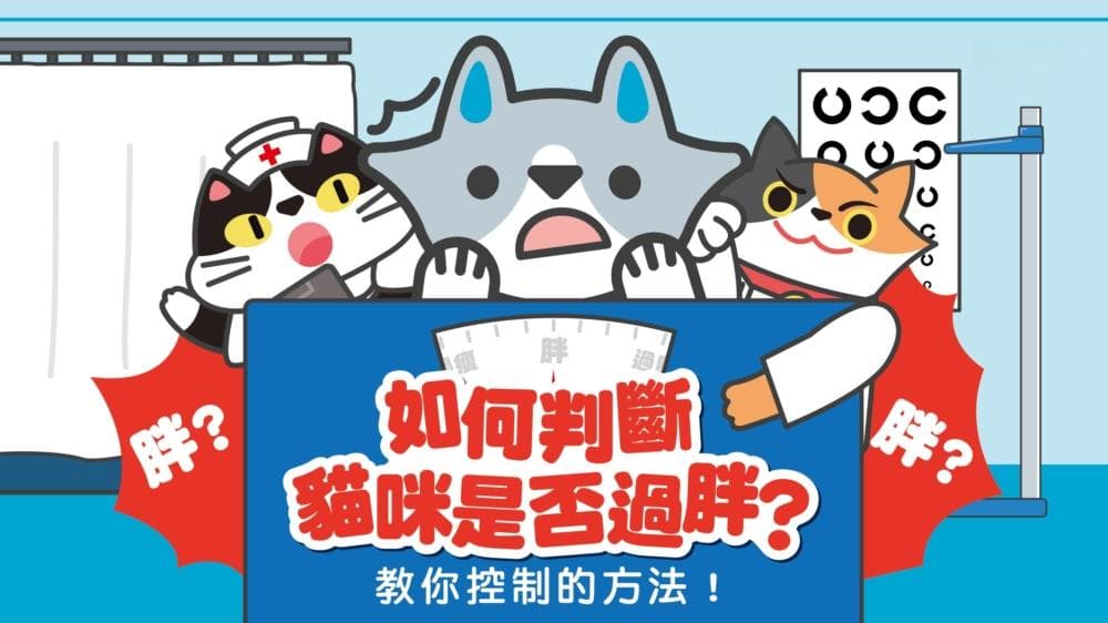 如何判断猫咪是否过胖？教你控制的方法！｜兽医鹰果