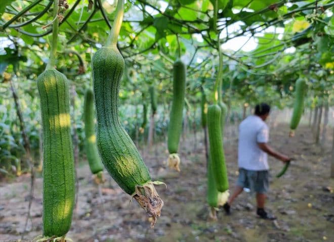 丝瓜籽催芽技术方法