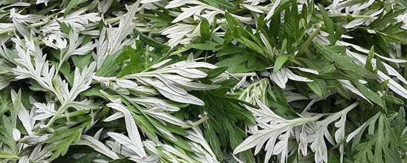 艾草泡水的功效与作用及禁忌