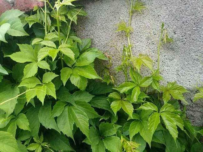 地锦草：性平的中药材，清热解毒止血效果显著