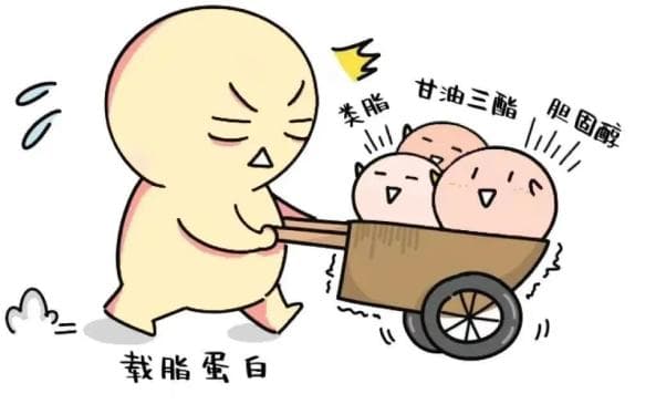 血脂检查全解析：从指标解读到健康管理