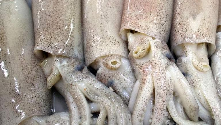 乌贼鱼的功效与作用、禁忌和食用方法