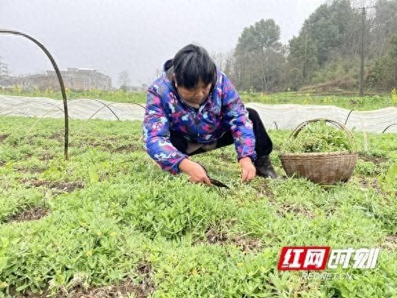 耒阳：传统绿色美食“青粑”香飘四方