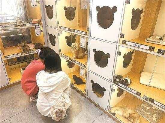 宠物“免费领养”还是“强制销售”？宠物消费面临维权难
