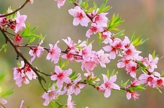 三月“桃花雪”，是吉是凶？ 吉祥象征与农业影响并存