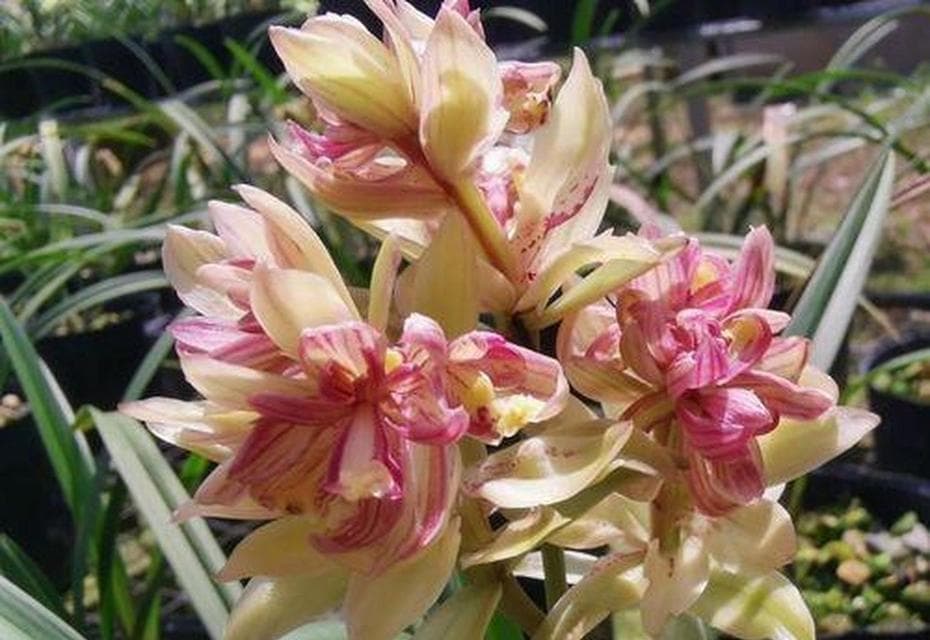 兰花换盆时间和方法详解（掌握正确换盆技巧，让兰花更加茁壮成长）