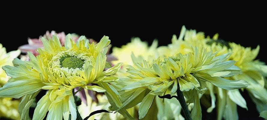 各类菊花花语是什么？如何根据花语选择菊花？