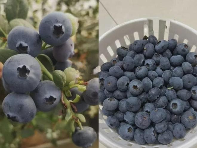盆栽蓝莓品种选择，缓苗和花期管理，新手也吃到自己种的蓝莓果子