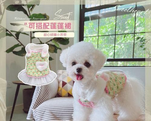 按体型划分的泰迪分类（体型与特点、不同品种详解）