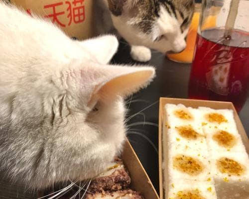 猫咪能吃米饭吗？探究猫咪的饮食习惯与健康状况