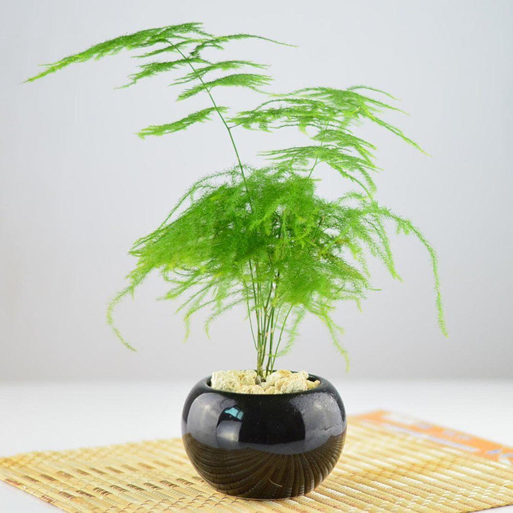 文竹叶子发黄的原因与解决办法