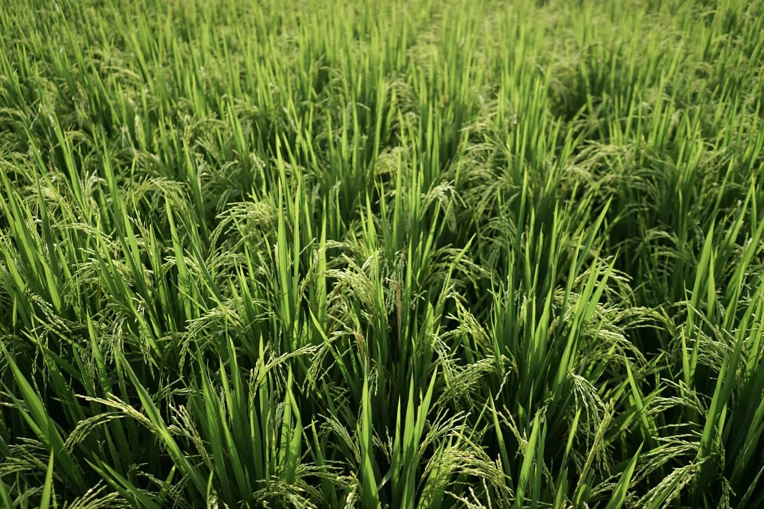 湛江气候对三大作物产量的影响揭秘