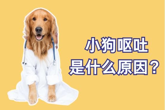 小狗呕吐是什么原因？找准症状，快速自查！