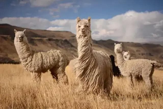 羊驼毛Alpaca，穿越安第斯山脉的时尚传奇