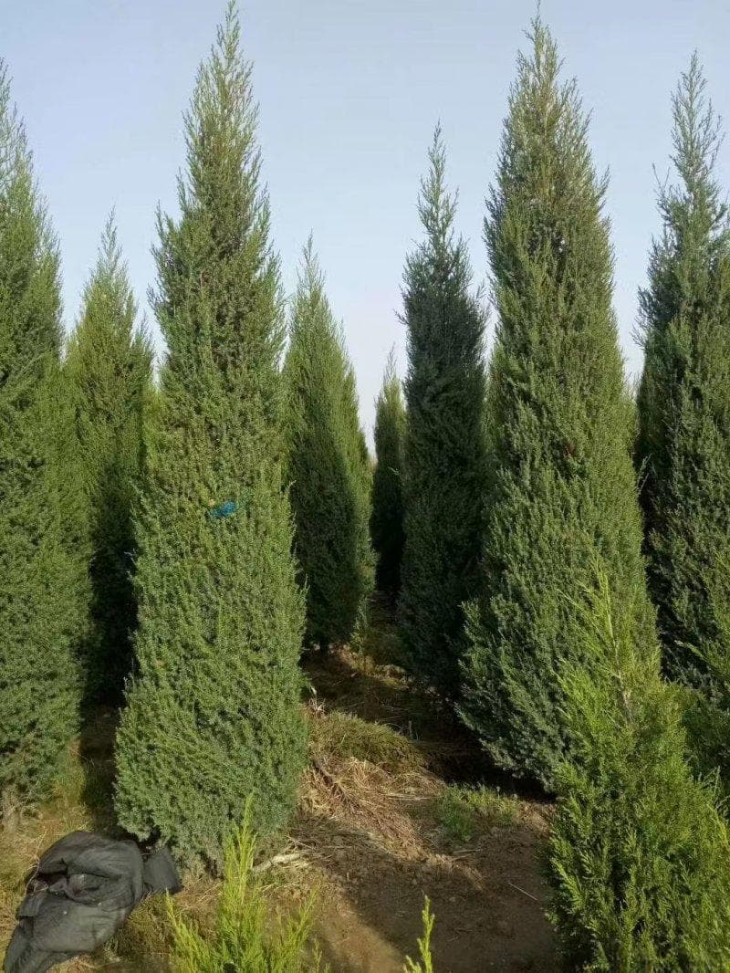 墓地绿化：柏树品种选择指南