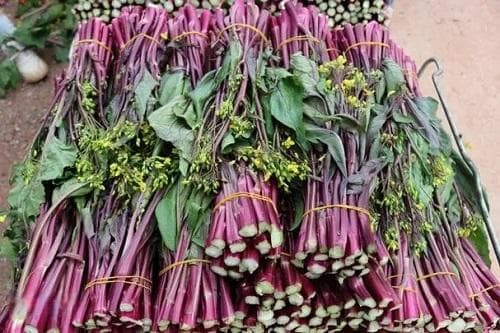 红油菜苔常见病害的防治方法