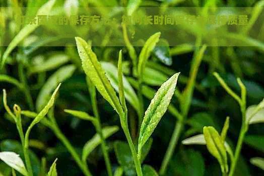 红茶菌液的保存方法：如何长时间保存并保持质量？