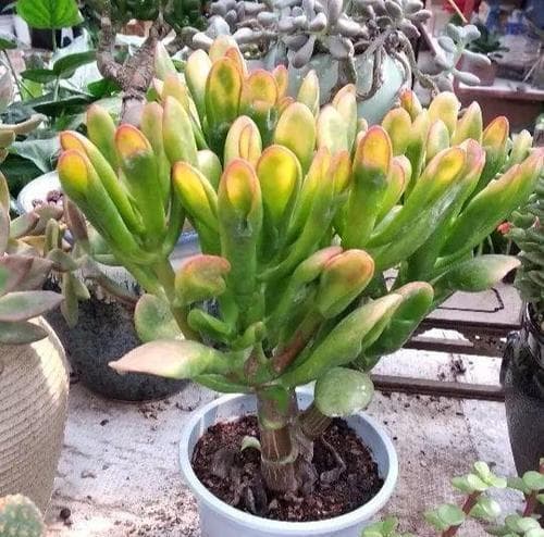 吸财树浇水有讲究：夏季2-3天，冬季7-10天