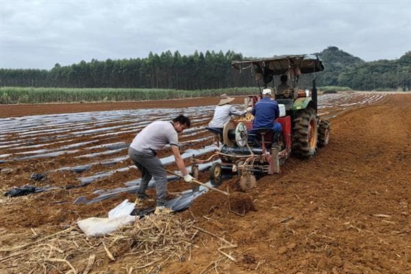 红薯高产种植方法，施肥应掌握以基肥为主