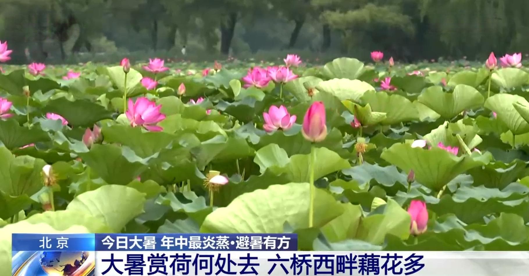 大暑节气赏荷何处去？通过地图一起“打卡”各地荷塘之美