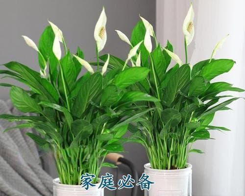 白掌水培好还是土培好？白掌的水培和土培方法是什么？