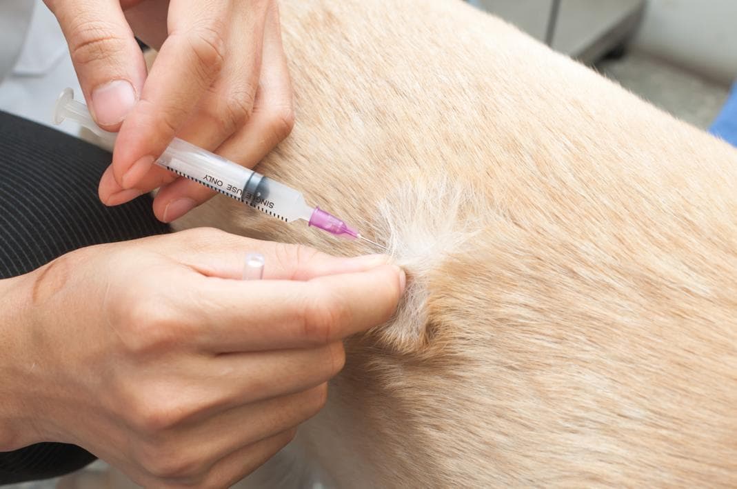 狂犬病疫苗：24小时黄金接种期